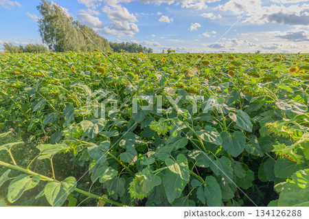 A Vibrant and Lush Green Agricultural Field Sitting Under a Bright Blue Sky on a Beautiful Day A Vibrant and Lush Green Agricultural Field Sitting Under a Bright Blue Sky on a Beautiful Day 134126288