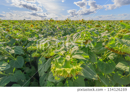 A Beautiful and Vibrant Sunflower Field Lying Under a Clear Blue Sky During Summer 134126289