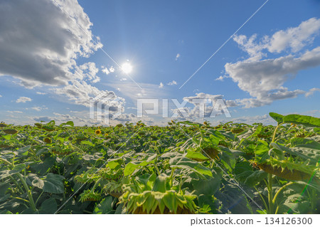 A Breathtaking and Expansive Sunflower Field Beneath a Bright and Vibrant Sky Above A Breathtaking and Expansive Sunflower Field Beneath a Bright and Vibrant Sky Above 134126300