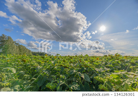 Sunlit Fields Set Uniquely Underneath a Beautifully Cloudy and Expansive Blue Sky Above Us Sunlit Fields Set Uniquely Underneath a Beautifully Cloudy and Expansive Blue Sky Above Us 134126301