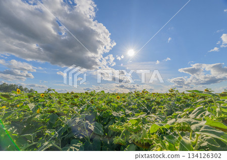 A beautiful sunflower field in sunlight stretches gracefully beneath a clear blue sky A beautiful sunflower field in sunlight stretches gracefully beneath a clear blue sky 134126302