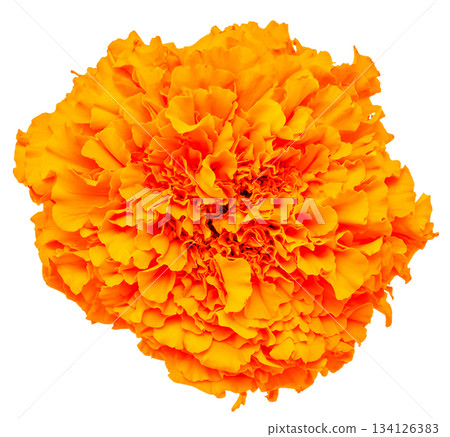 Orange marigold flower close-up (white background) 134126383