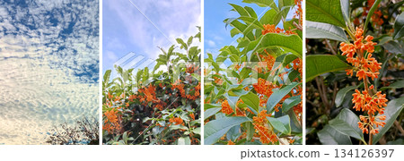 Autumn sky and Kanagi 犀 134126397