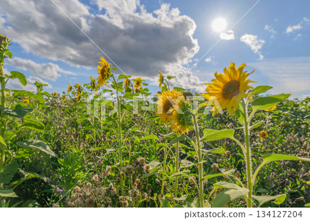 Vibrant Sunflowers Set Against a Bright Blue Sky Create a Stunning Visual Experience Vibrant Sunflowers Set Against a Bright Blue Sky Create a Stunning Visual Experience 134127204