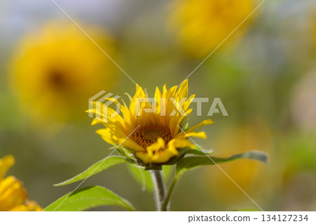 A Bright and Vibrant Sunflower in Full Bloom Against a Softly Blurred Background Scene A Bright and Vibrant Sunflower in Full Bloom Against a Softly Blurred Background Scene 134127234