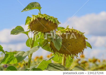Admiring Sunflowers that are in their Late Bloom Under a Clear and Beautiful Blue Sky 134127244