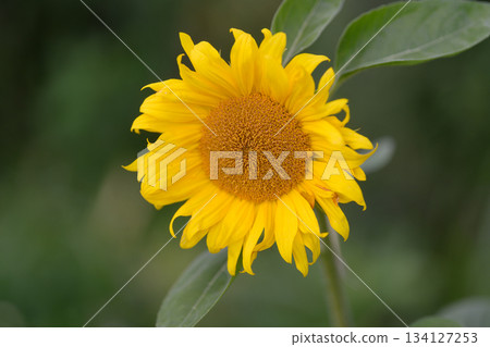 A Bright and Cheerful Sunflower Bloom Flourishing in a Beautiful Natural Setting Outdoors A Bright and Cheerful Sunflower Bloom Flourishing in a Beautiful Natural Setting Outdoors 134127253
