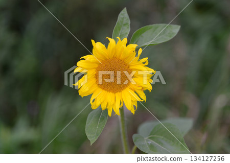 A Bright Sunflower Is Blooming Beautifully and Radiantly in Natures Warm Embrace of Life A Bright Sunflower Is Blooming Beautifully and Radiantly in Natures Warm Embrace of Life 134127256