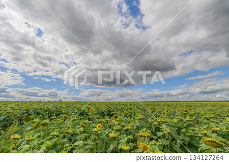 A Vibrant Field of Majestic Sunflowers Standing Proudly Against a Beautiful Colorful Sky A Vibrant Field of Majestic Sunflowers Standing Proudly Against a Beautiful Colorful Sky 134127264