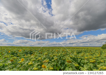 A Stunning and Vibrant Sunflower Field Flourishing Vibrantly Under a Dramatic and Beautiful Sky A Stunning and Vibrant Sunflower Field Flourishing Vibrantly Under a Dramatic and Beautiful Sky 134127265