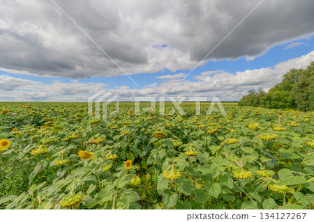 A Stunningly Vibrant Sunflower Field Set Against Dramatic and Majestic Clouds Above A Stunningly Vibrant Sunflower Field Set Against Dramatic and Majestic Clouds Above 134127267