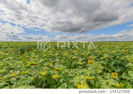 A Vast Field of Beautiful Sunflowers Spreading Under a Stunning and Dramatic Sky Above 134127269