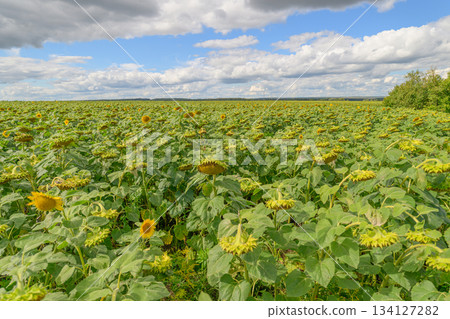 A Beautiful and Vibrant Sunflower Field Spreading Beneath a Clear Blue Sky Above 134127282