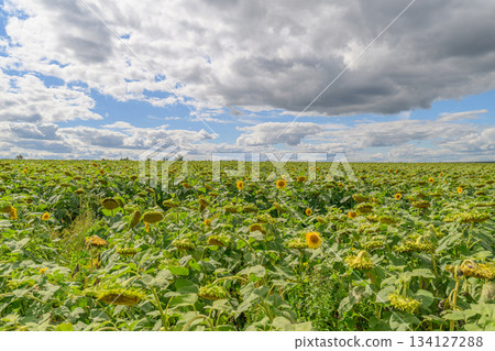 A Vast and Expansive Field Filled with Bright Yellow Sunflowers Beneath a Cloudy and Vibrant Sky 134127288