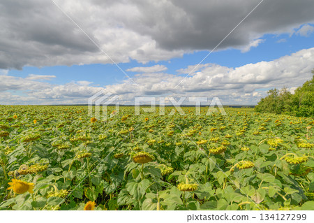 A Vibrant Sunflower Field Blossoming Beautifully Under a Dramatic and Colorful Sky A Vibrant Sunflower Field Blossoming Beautifully Under a Dramatic and Colorful Sky 134127299