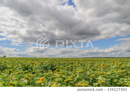 A Beautiful and Vibrant Sunflower Field Sitting Under Dramatic and Artistic Clouds Above A Beautiful and Vibrant Sunflower Field Sitting Under Dramatic and Artistic Clouds Above 134127303