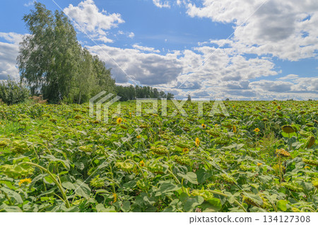 A Stunning and Vibrant Green Sunflower Field Shining Brightly Under a Cloudy Sky Above A Stunning and Vibrant Green Sunflower Field Shining Brightly Under a Cloudy Sky Above 134127308