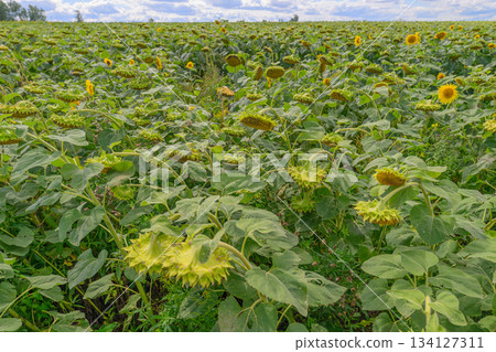 A Beautiful and Vibrant Sunflower Field Stretching Vastly Under a Bright Blue Sky A Beautiful and Vibrant Sunflower Field Stretching Vastly Under a Bright Blue Sky 134127311
