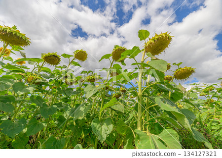 A Stunningly Vibrant Field of Cheerful Sunflowers Extending Under a Gorgeous Blue Sky Above All A Stunningly Vibrant Field of Cheerful Sunflowers Extending Under a Gorgeous Blue Sky Above All 134127321