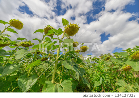 The beautiful and vibrant sunflower fields are seen under a cloudy sky, creating an idyllic scene 134127322