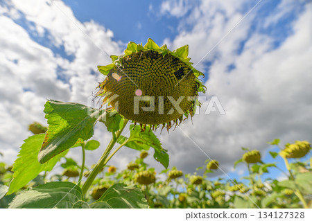 A Stunning and Vibrant Sunflower in Full Bloom Against a Dramatic Cloudfilled Sky 134127328