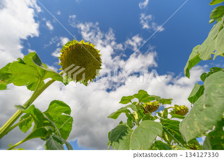 The Field of Vibrant Sunflowers Flourishing Under a Clear Blue Sky is Truly Breathtaking 134127330