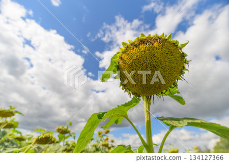 A Beautiful Sunflower Field Beneath a Bright Blue Sky Adorned with Fluffy White Clouds 134127366