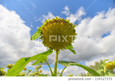 A Stunning Sunflower Standing Tall Against a Bright Blue Sky Filled with Fluffy White Clouds A Stunning Sunflower Standing Tall Against a Bright Blue Sky Filled with Fluffy White Clouds 134127372