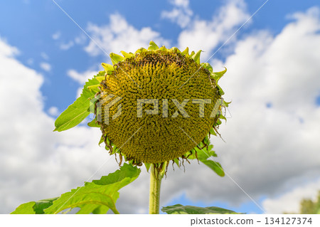 A Beautiful Sunflower Head Standing Out Against a Bright and Clear Blue Sky Above A Beautiful Sunflower Head Standing Out Against a Bright and Clear Blue Sky Above 134127374
