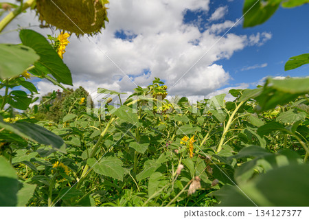 A Beautiful, Vibrant Sunflower Field Stretching Out Under a Clear Blue Sky Above 134127377