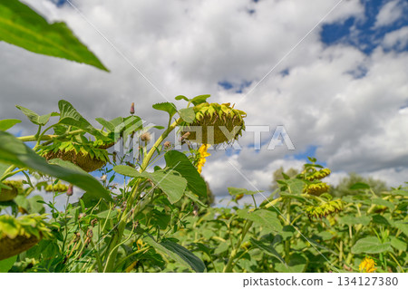 A Beautiful and Vibrant Sunflower Field Brightly Flourishing Under a Cloudy Sky Above A Beautiful and Vibrant Sunflower Field Brightly Flourishing Under a Cloudy Sky Above 134127380