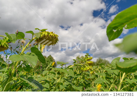A Lush Sunflower Field Creates a Stunning Display Under a Dramatic, Colorful Sky 134127381