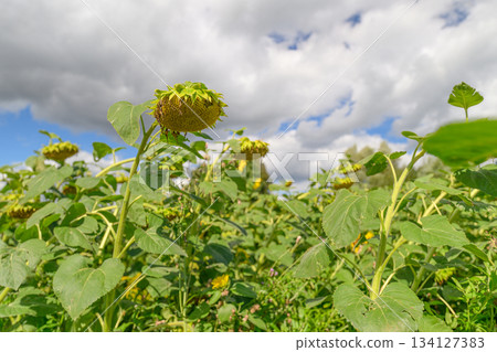 A Stunning Field of Bright and Radiant Sunflowers Thriving Under Dramatic and Beautiful Clouds Above 134127383