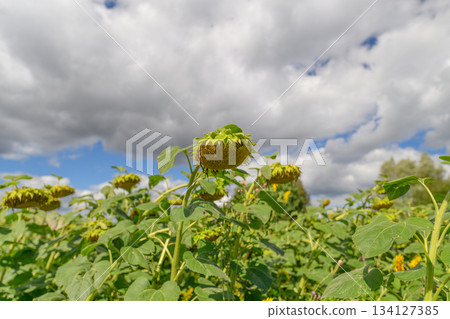 A picturesque and vibrant sunflower field flourishing beautifully under a dramatic, cloudy sky 134127385