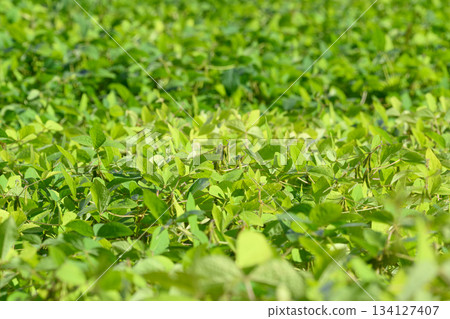 Lush Green Ground Cover in a Beautiful and Natural Landscape Setting of the Outdoors Lush Green Ground Cover in a Beautiful and Natural Landscape Setting of the Outdoors 134127407