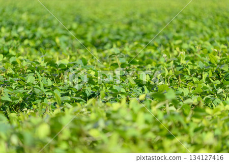 The Beautiful Lush Green soybean Fields are Filled with Vibrant Vegetation Bathed in Bright Natural Light The Beautiful Lush Green soybean Fields are Filled with Vibrant Vegetation Bathed in Bright Natural Light 134127416