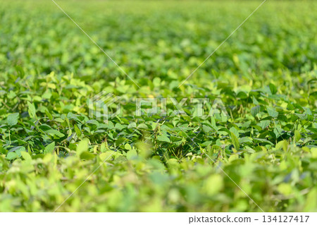 Lush, expansive green fields filled with various vegetation thriving in beautiful natural sunlight 134127417