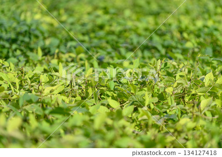 The Inviting and Lush Green Ground Cover Bathed in Beautiful Sunlight Shines Brightly 134127418