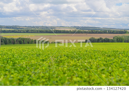 Vast Lush Green Fields Stretching Under a Clear and Bright Blue Sky with Fluffy Clouds Vast Lush Green Fields Stretching Under a Clear and Bright Blue Sky with Fluffy Clouds 134127420