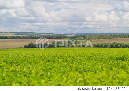 Expansive, Lush Green Farmland Spread Across a Beautiful, Cloudy Sky Above Us All Expansive, Lush Green Farmland Spread Across a Beautiful, Cloudy Sky Above Us All 134127421
