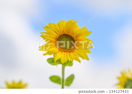A Vibrant Sunflower Blossoming Beautifully Against a Clear Blue Sky on a Sunny Day A Vibrant Sunflower Blossoming Beautifully Against a Clear Blue Sky on a Sunny Day 134127431