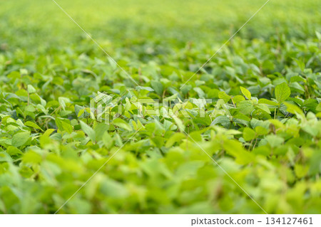 Lush green soybean leaves in a vibrant field under the bright daylight sky, showcasing natures beauty 134127461