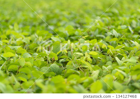 The Lush Green Leaves flourish in a Vibrant and Beautiful Field of Natures bounty and diversity The Lush Green Leaves flourish in a Vibrant and Beautiful Field of Natures bounty and diversity 134127468
