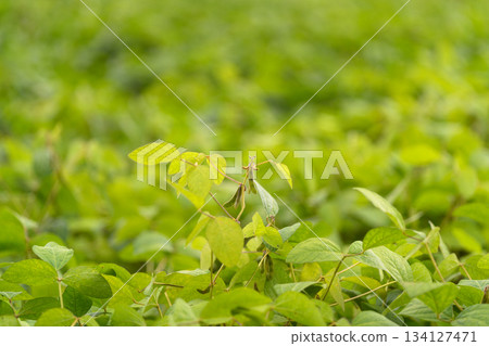Lush Green soybean Foliage in a Verdant and Beautiful Landscape with Abundant Natures Wonders Lush Green soybean Foliage in a Verdant and Beautiful Landscape with Abundant Natures Wonders 134127471