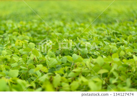 A Beautiful Lush Green soybean Field Filled with Plants in Full Bloom and Vibrant Life All Around A Beautiful Lush Green soybean Field Filled with Plants in Full Bloom and Vibrant Life All Around 134127474
