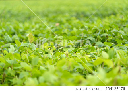 Lush soybean Green Field A Beautiful and Serene Landscape Highlighting the Vibrant Foliage 134127476