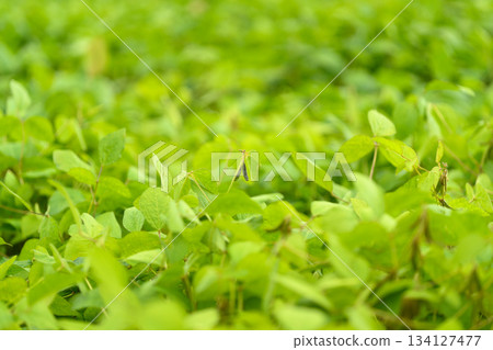 Lush and vibrant green soybean foliage perfectly showcases natures abundance and beauty all around 134127477