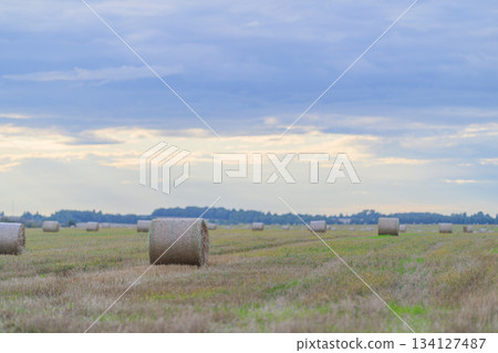 Stunning Scenic View of an Expansive Cotton Field with Hay Bales Under a Cloudy Sky 134127487