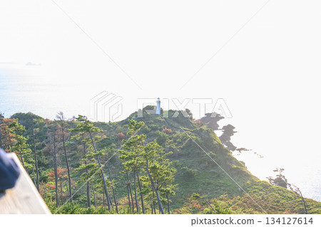 Lighthouse and pine forest 134127614