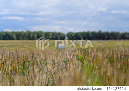 A Serene Agricultural Landscape Featuring Expansive Golden Fields Under a Vast Sky A Serene Agricultural Landscape Featuring Expansive Golden Fields Under a Vast Sky 134127624